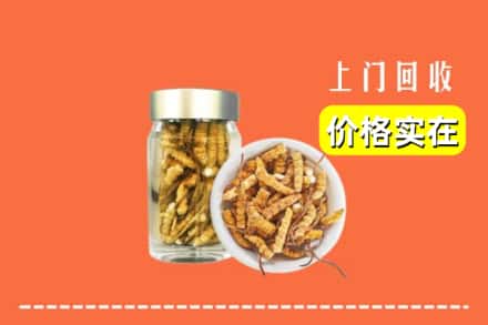 石河子市阿拉尔回收散虫草