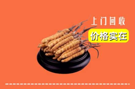 石河子市阿拉尔回收冬虫夏草
